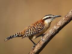 Rufous-backed Wren