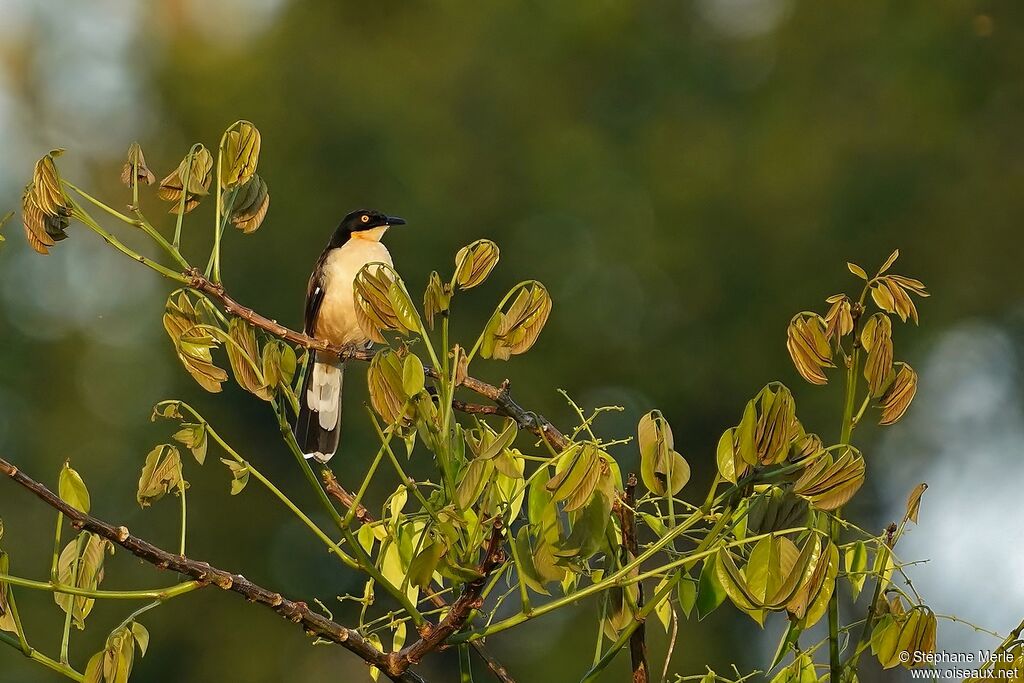 Black-capped Donacobius