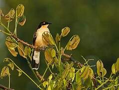 Black-capped Donacobius