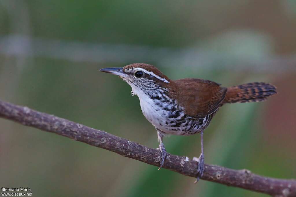 Troglodyte barréadulte, identification