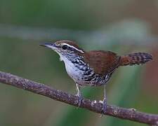 Banded Wren