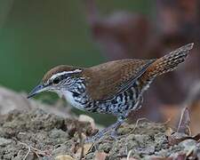 Banded Wren