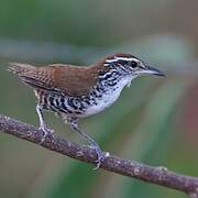 Banded Wren