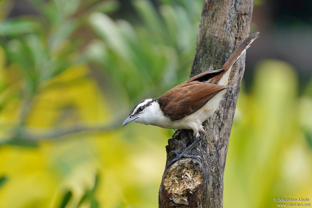 Bicolored Wrenadult