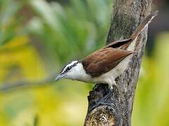 Bicolored Wren