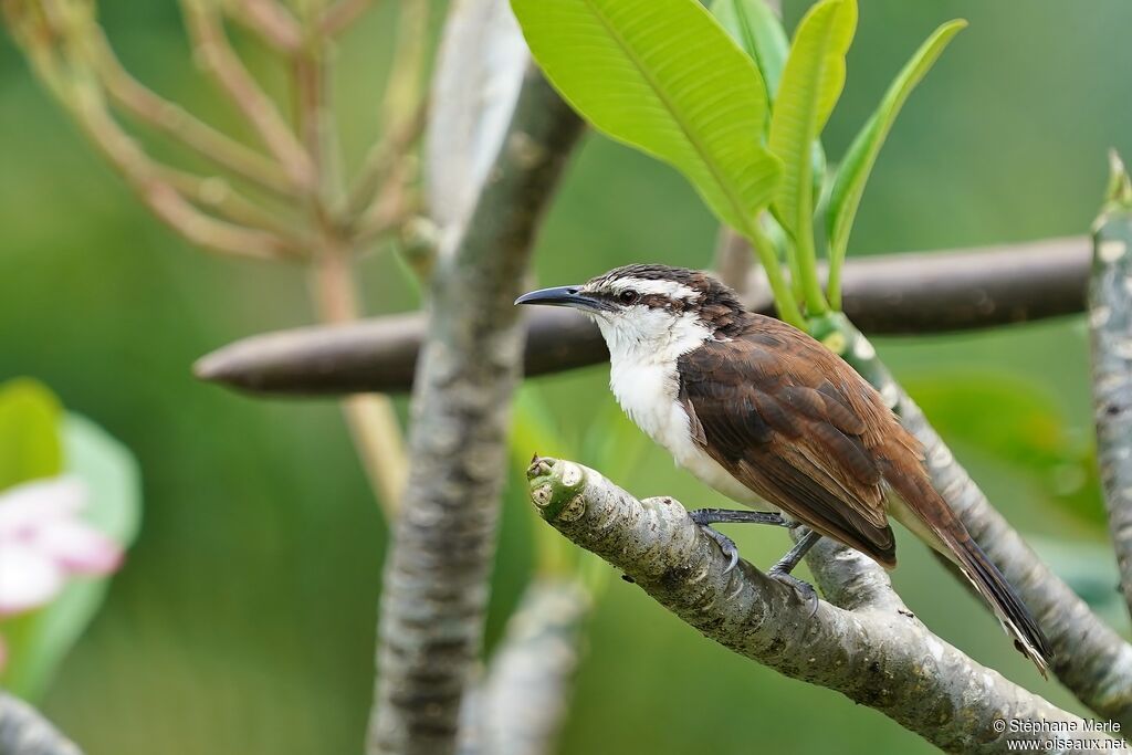 Bicolored Wrenadult