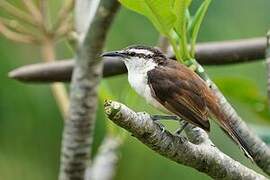 Bicolored Wren