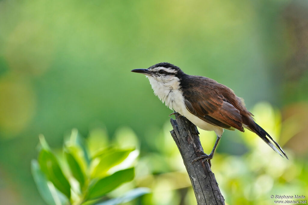 Bicolored Wrenadult