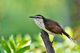 Bicolored Wren