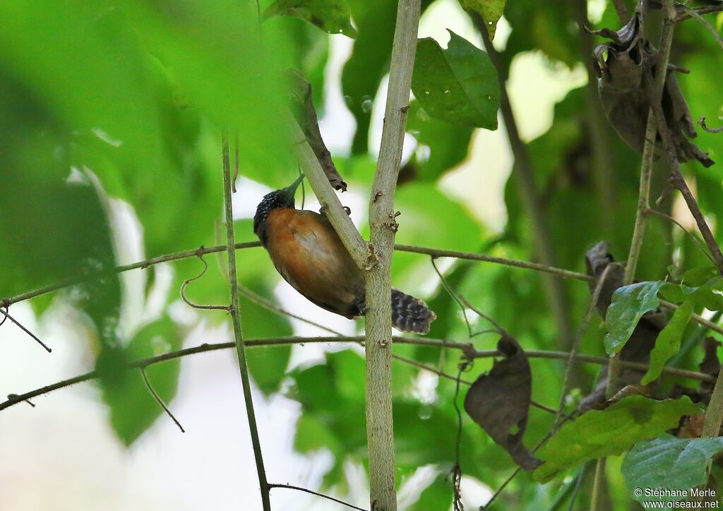 Rufous-breasted Wrenadult