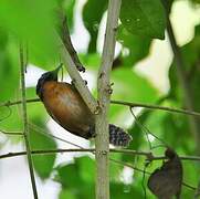 Rufous-breasted Wren