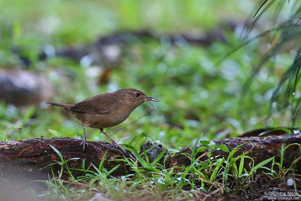 House Wren