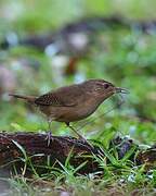 House Wren