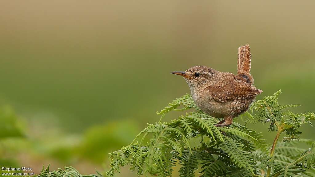 Eurasian Wrenadult, identification