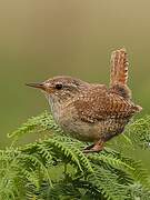 Eurasian Wren