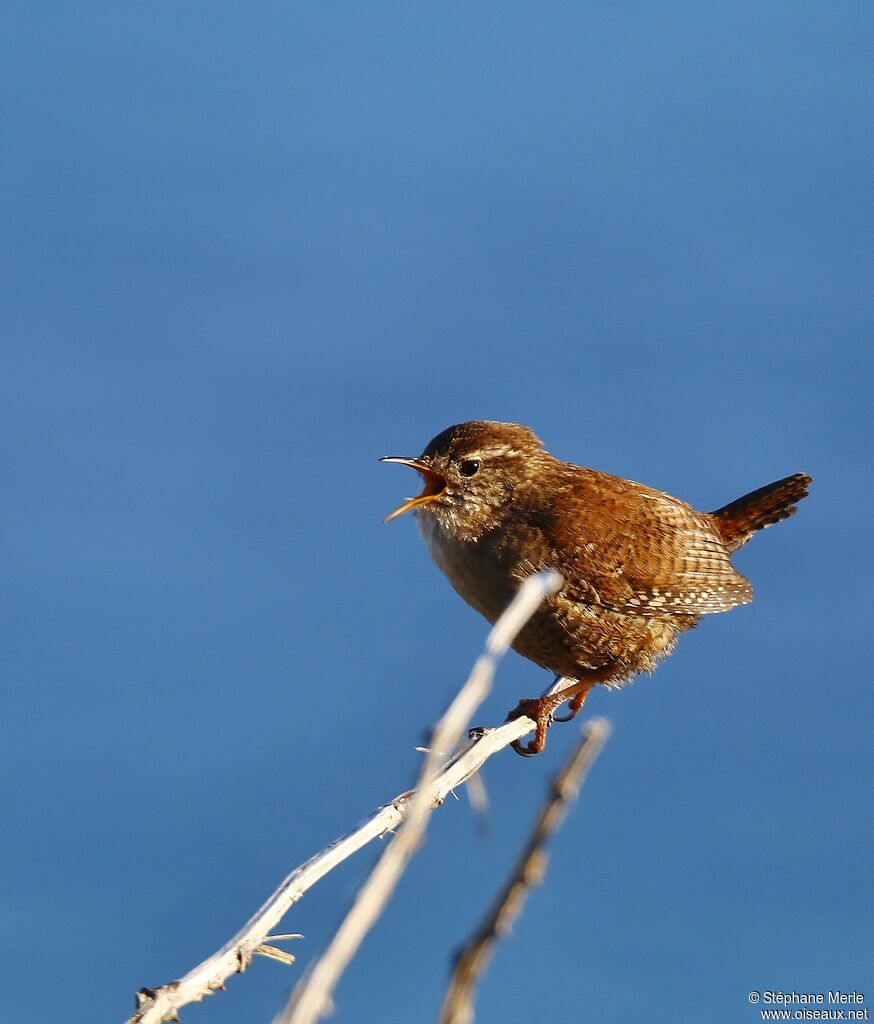 Eurasian Wren