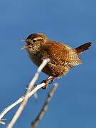 Eurasian Wren