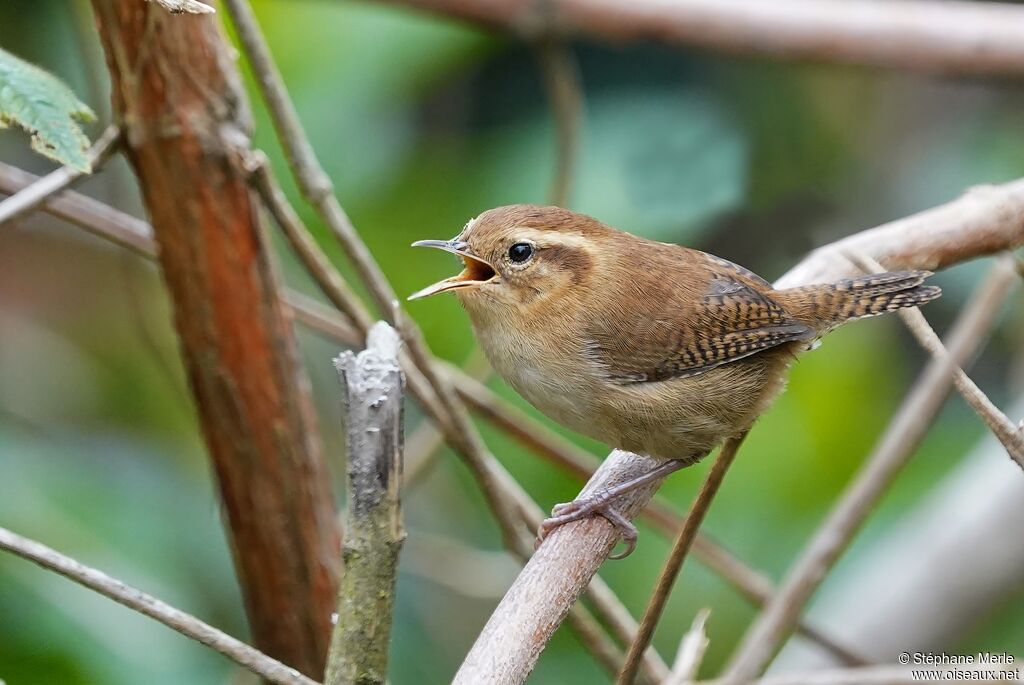 Mountain Wrenadult