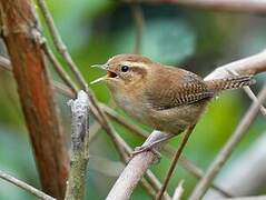 Mountain Wren