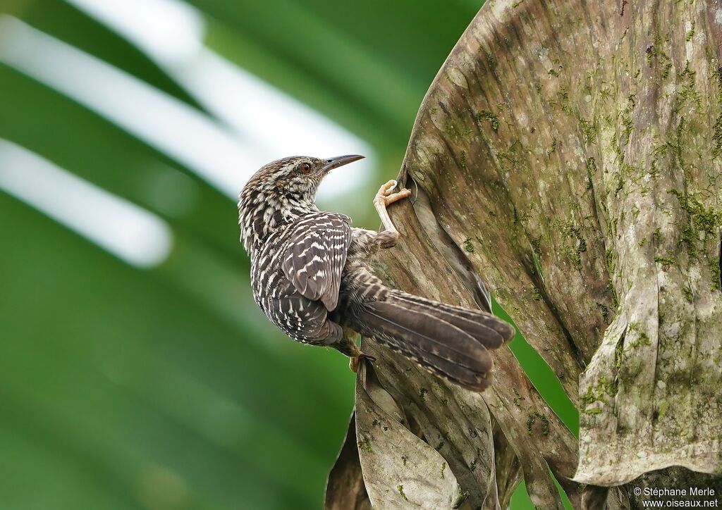 Band-backed Wrenadult