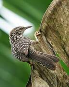 Band-backed Wren