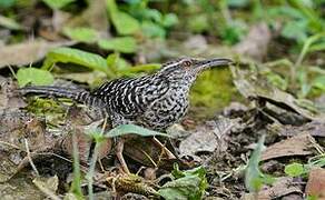 Band-backed Wren