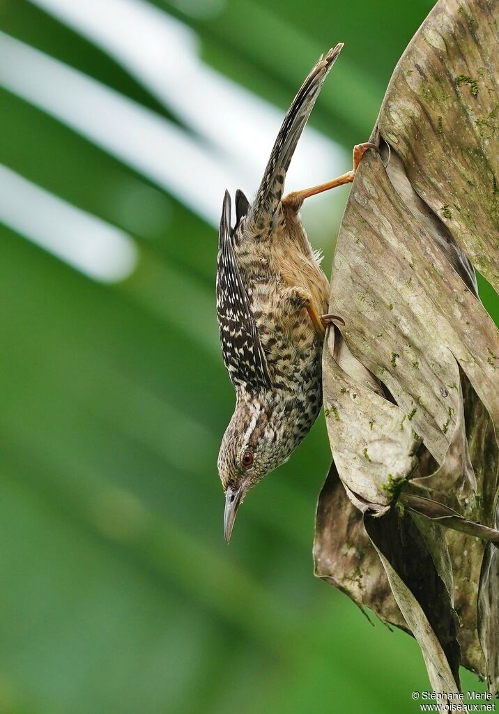 Band-backed Wrenadult