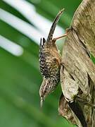 Band-backed Wren