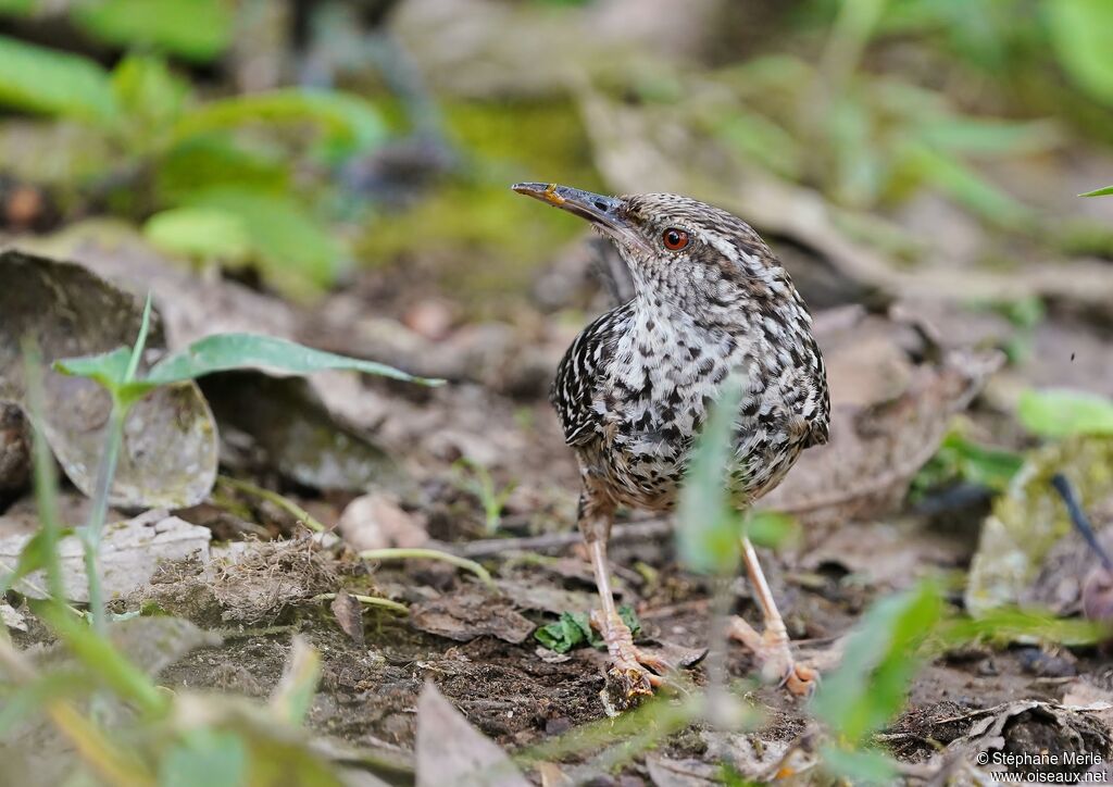 Band-backed Wren