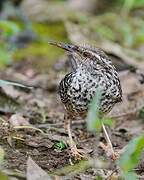 Band-backed Wren