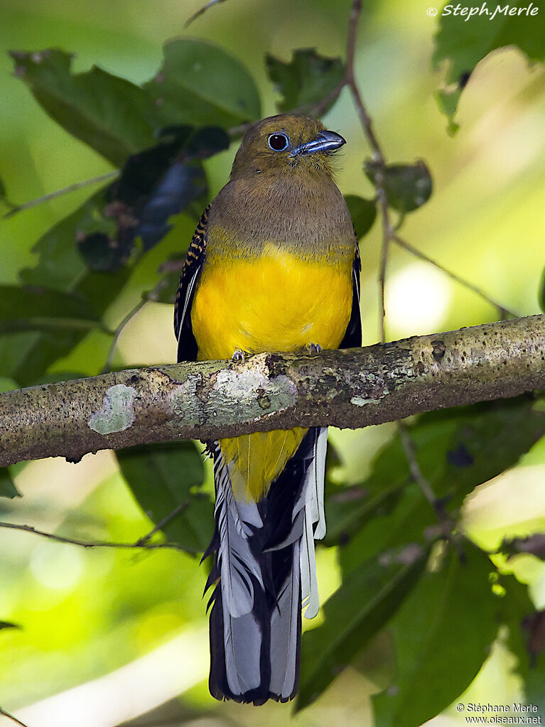 Trogon à poitrine jauneadulte