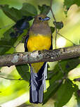 Trogon à poitrine jaune