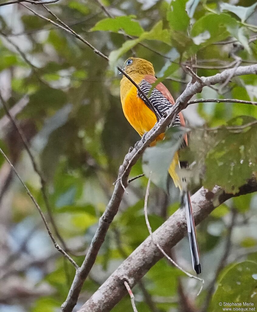Trogon à poitrine jaune