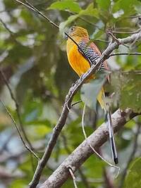 Trogon à poitrine jaune