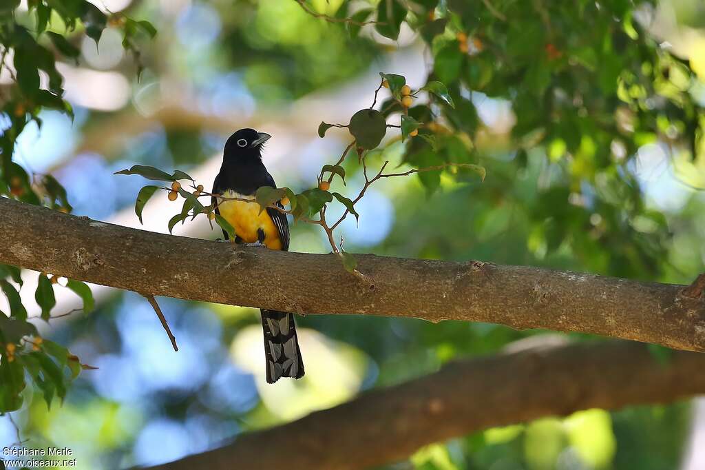 Trogon à tête noire mâle adulte, habitat