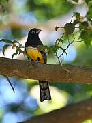 Black-headed Trogon