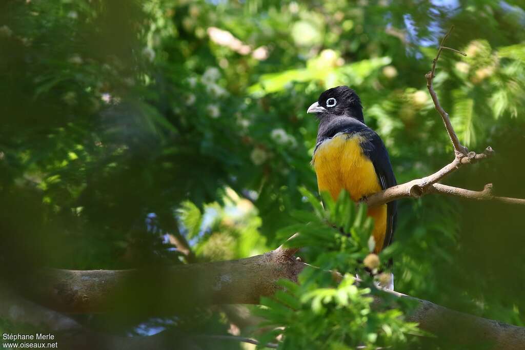 Trogon à tête noire mâle adulte, habitat