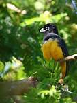 Trogon à tête noire