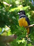 Black-headed Trogon