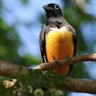 Trogon à tête noire