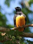 Trogon à tête noire