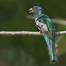 Trogon couroucou