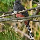 Trogon couroucou