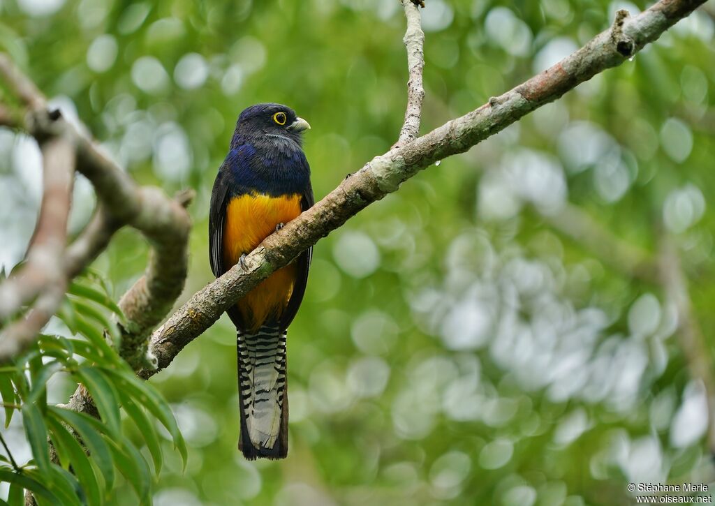 Trogon d'Amazonieadulte