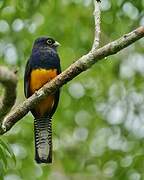 Trogon d'Amazonie