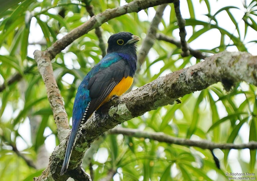 Trogon d'Amazonieadulte