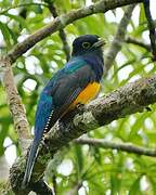 Amazonian Trogon