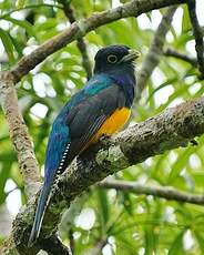 Trogon d'Amazonie