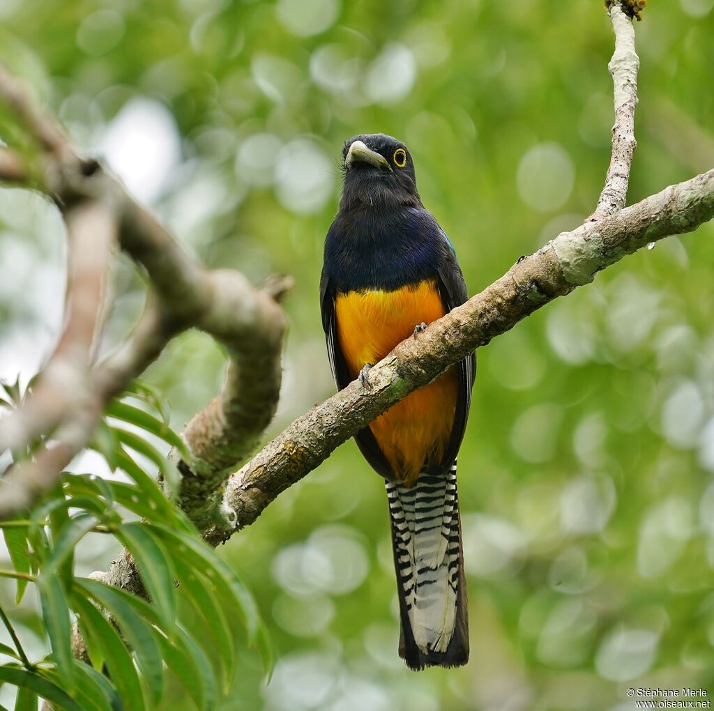 Trogon d'Amazonieadulte