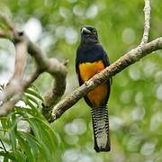 Trogon d'Amazonie